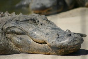 crocodile